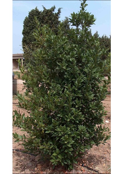 Laurus Nobilis Defne Çalısı Defne Fidanı 1.5 Metre modelleri