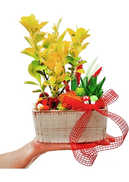 Euonymus Bonsai Cennet Bahçesi 15-20 cm Bakımı Kolay Bitki Hediye Çiçek Iç Mekan Bitkileri