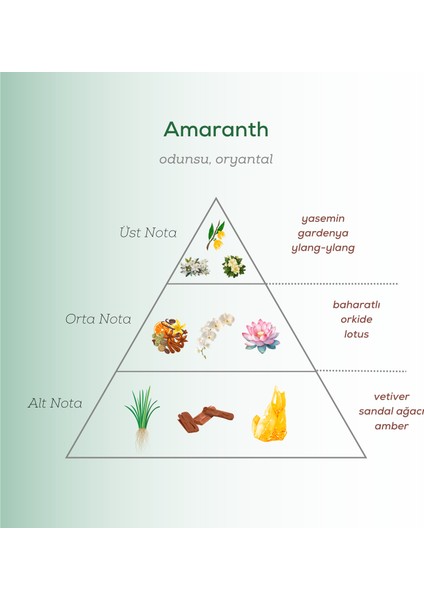 Amaranth Edp Erkek Parfüm 50ml | Odunsu ve Oryantal | Gardenya, Ylang Ylang, Lotus, Vetiver, Amber