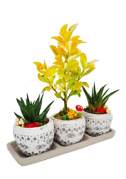 3'lü Trio Set Efes Serisi Euonymus Bonsai ve Sukulent Tasarımı Iç Mekan Bitkileri Sukulent