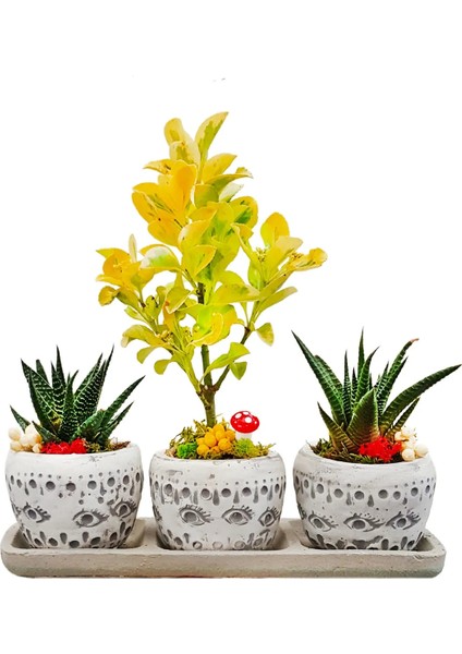 3'lü Trio Set Efes Serisi Euonymus Bonsai ve Sukulent Tasarımı Iç Mekan Bitkileri Sukulent
