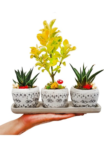 3'lü Trio Set Efes Serisi Euonymus Bonsai ve Sukulent Tasarımı Iç Mekan Bitkileri Sukulent