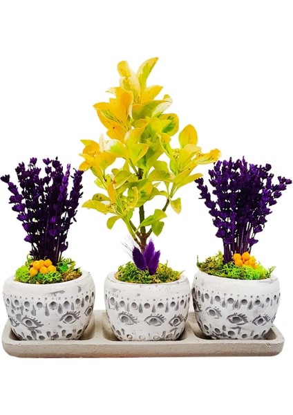 3'lü Trio Set Efes Serisi Euonymus Bonsai ve Lavanta Iç Mekan Canlı Bakımı Kolay Bitki