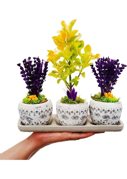 3'lü Trio Set Efes Serisi Euonymus Bonsai ve Lavanta Iç Mekan Canlı Bakımı Kolay Bitki