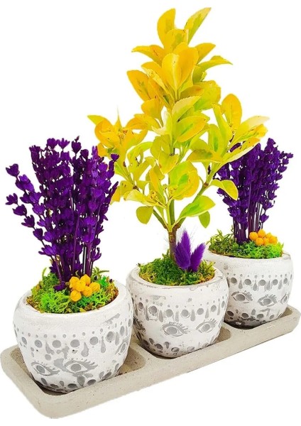 3'lü Trio Set Efes Serisi Euonymus Bonsai ve Lavanta Iç Mekan Canlı Bakımı Kolay Bitki