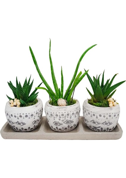 3'lü Trio Set Efes Serisi Aloe Vera ve Howartia Hediye Çiçek Iç Mekan Ev Bitkisi