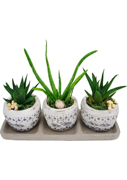 3'lü Trio Set Efes Serisi Aloe Vera ve Howartia Hediye Çiçek Iç Mekan Ev Bitkisi fiyatları
