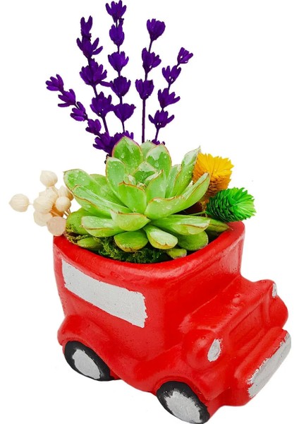 Mini Araba Sukulent ve Lavanta Masaüstü Çiçeği