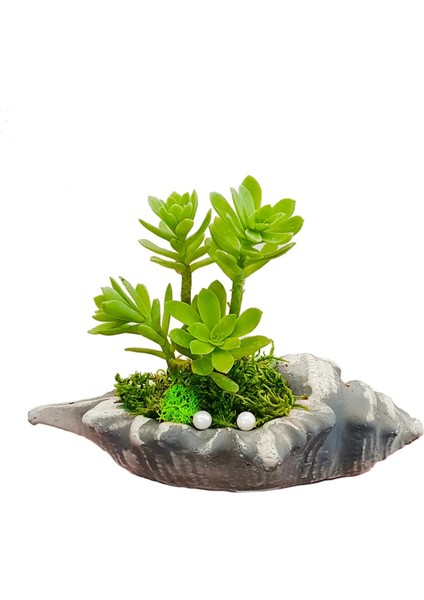 Sedum Istiridye Beton Saksıda & Inci Taneli