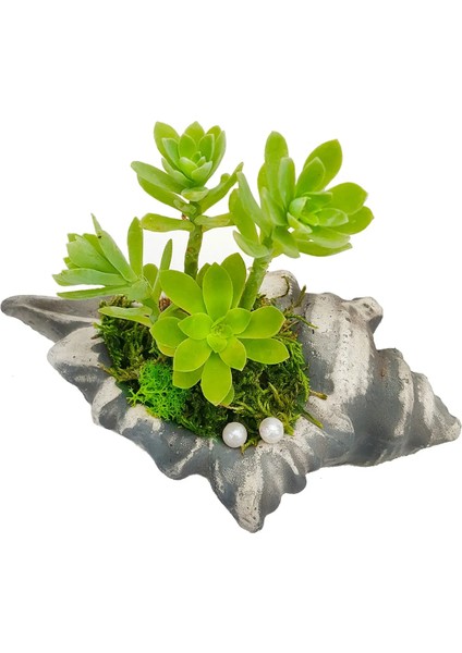 Sedum Istiridye Beton Saksıda & Inci Taneli fiyatları