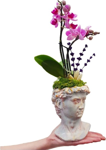 Mini Mor Orkide ve Lavanta David Beton Saksıda Phalaenopsis