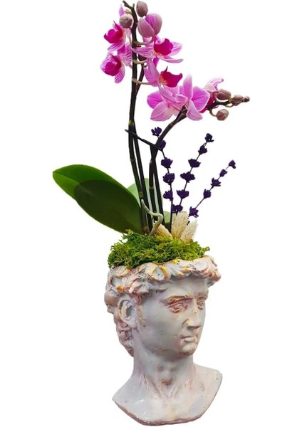 Mini Mor Orkide ve Lavanta David Beton Saksıda Phalaenopsis