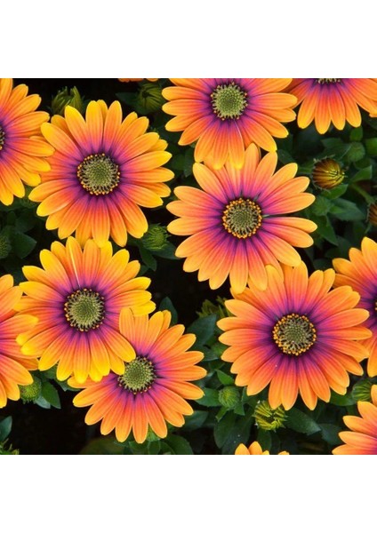 Thebestonline Osteospermum Turuncu-Mor Bodrum Papatyası