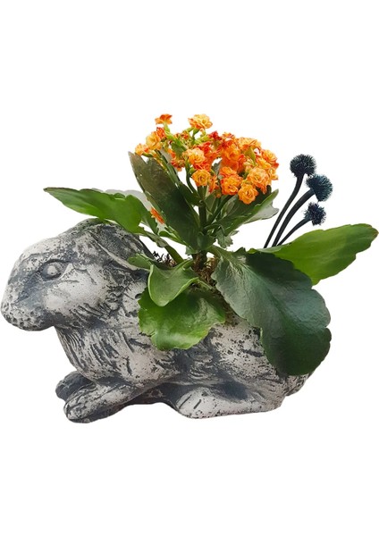 Kalanchoe Vintage Beton Tavşan Saksıda &canlı Iç Mekan Bitkileri 15-20 cm Salon Cicegi