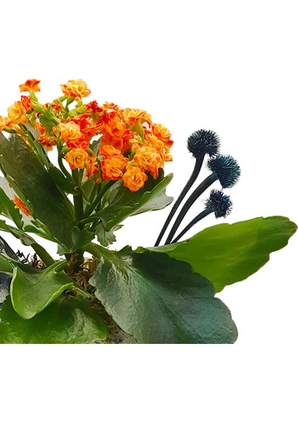Kalanchoe Vintage Beton Tavşan Saksıda &canlı Iç Mekan Bitkileri 15-20 cm Salon Cicegi modelleri
