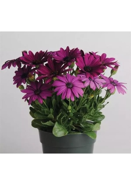 Thebestonline Osteospermum Sürpriz Renk Bodrum Papatyası fiyatları