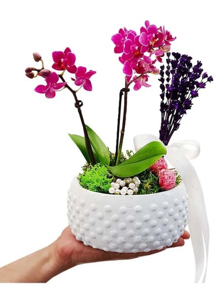 Boncuk Saksıda Mini Mor Orkide ve Lavanta Hediye Çiçek Iç Mekan Bitkileri Salon Cicegi 20-25 cm