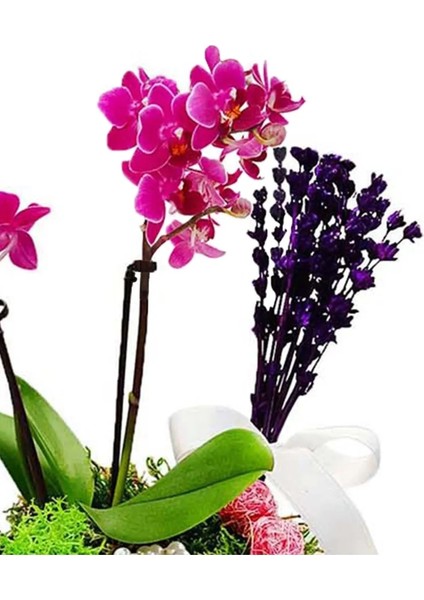 Boncuk Saksıda Mini Mor Orkide ve Lavanta Hediye Çiçek Iç Mekan Bitkileri Salon Cicegi 20-25 cm modelleri
