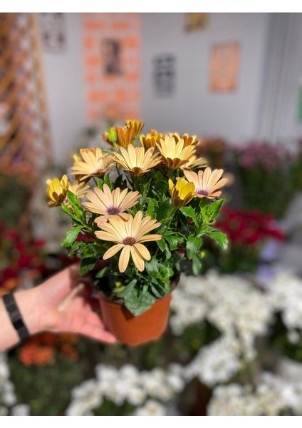 Thebestonline Osteospermum Sürpriz Renk Bodrum Papatyası Seti, 3 Adet