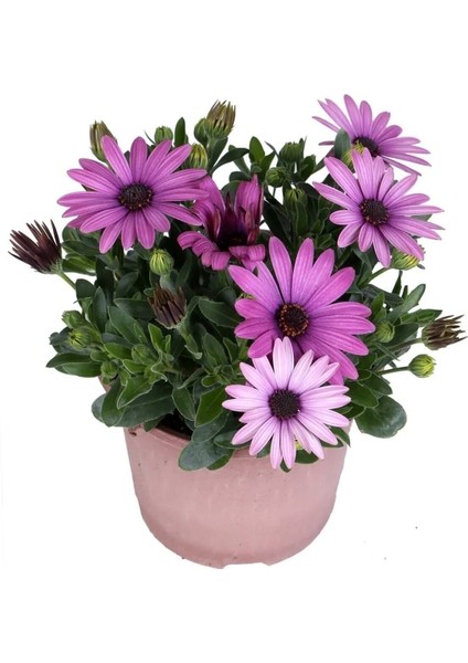 Thebestonline Osteospermum Sürpriz Renk Bodrum Papatyası Seti, 3 Adet