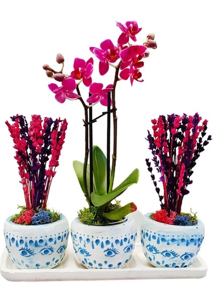 Bodrum Serisi Mini Mor Orkide ve Kurutulmuş Pembe Mor Lavanta 3'lü Trio Set & 20-25 cm