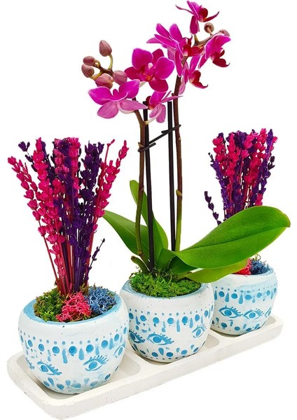 Bodrum Serisi Mini Mor Orkide ve Kurutulmuş Pembe Mor Lavanta 3'lü Trio Set & 20-25 cm fiyatları
