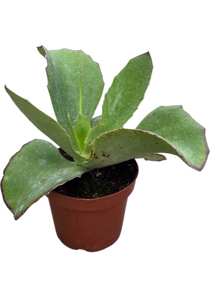 Kalanchoe Synsepala (Sukulent)