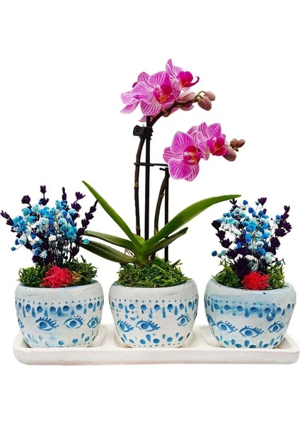 Bodrum Serisi Mini Mor Orkide Şoklanmış Cipso ve Kurutulmuş Lavanta 3'lü Set Canli Çiçek
