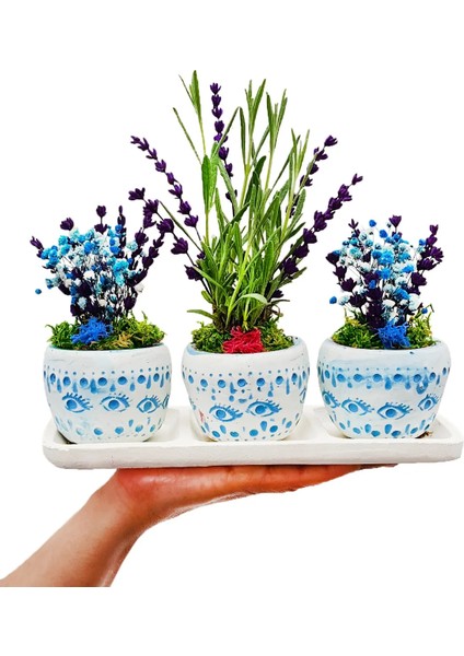 Bodrum Serisi 3'lü Canlı Lavanta Şoklanmış Cipso ve Kurutulmuş Lavanta 3'lü Trio Set & 10-15 cm fiyatları