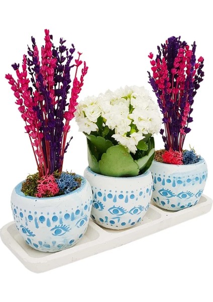 Bodrum Serisi Kalanchoe ve Pembe Mor Lavanta 3'lü Trio Set & 15-20 cm Iç Mekan Bitkileri fiyatları