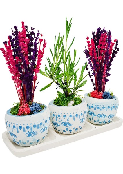 Bodrum Serisi Canlı Lavanta ve Kurutulmuş Lavanta 3'lü Trio Set