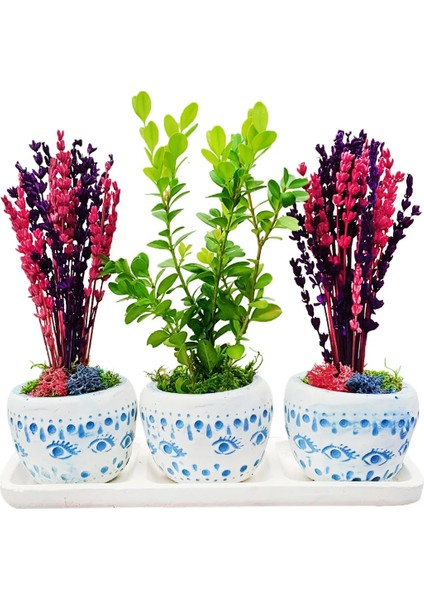 Bodrum Serisi Buxus Bonsai ve Kurutulmuş Pembe Mor Lavanta 3'lü Trio Set