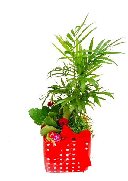 Kalanchoe ve Mini Palmiye Blooming Dizayn & 3'lü Canlı Iç Mekan Bitki Tasarımı 15-20 cm