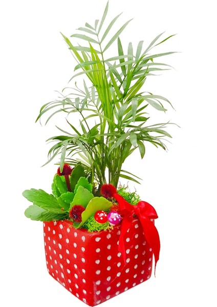 Kalanchoe ve Mini Palmiye Blooming Dizayn & 3'lü Canlı Iç Mekan Bitki Tasarımı 15-20 cm fiyatları
