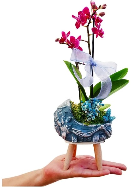 Mavi Beşik Beton Saksıda Mini Mor Orkide & Phalaenopsis Erkek Bebek Hediyesi