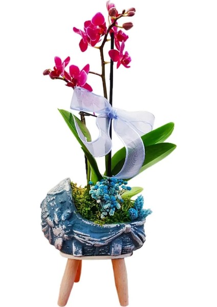 Mavi Beşik Beton Saksıda Mini Mor Orkide & Phalaenopsis Erkek Bebek Hediyesi fiyatları