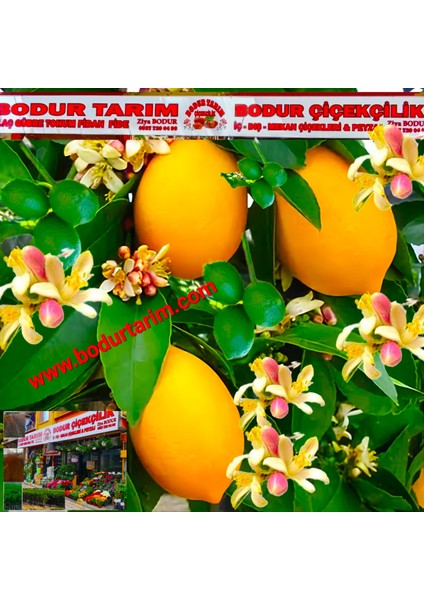 2 Yaşında Yarı Bodur Aşılı Tüplü Topraklı Mayer 7 Veren Limon Meyve Fidanı fiyatları