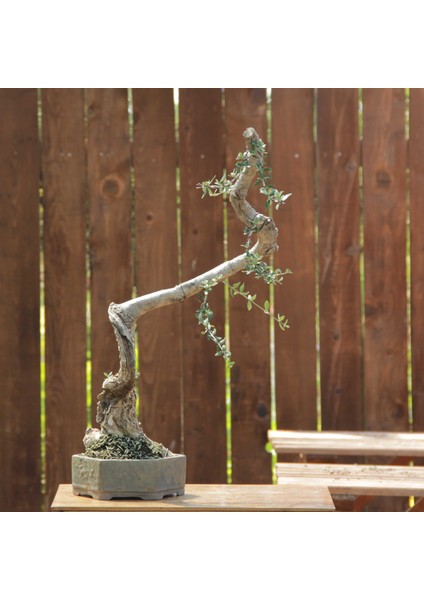 Zeytin Bonsai - Olea Europaea Sylvestris NO.781