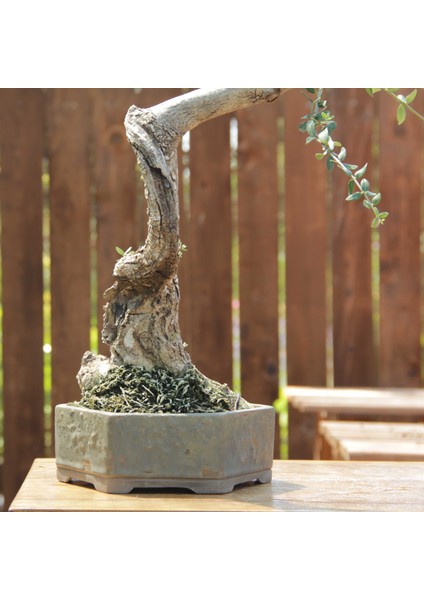 Zeytin Bonsai - Olea Europaea Sylvestris NO.781 fiyatları