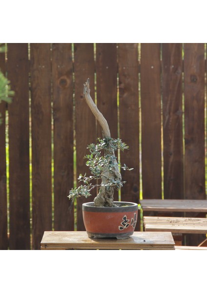 Zeytin Bonsai - Olea Europaea Sylvestris NO.618