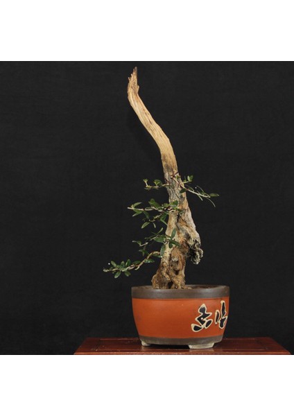 Zeytin Bonsai - Olea Europaea Sylvestris NO.618 fiyatları