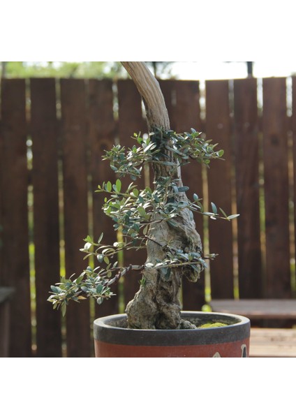 Zeytin Bonsai - Olea Europaea Sylvestris NO.618 modelleri
