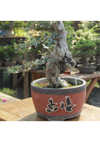 Zeytin Bonsai - Olea Europaea Sylvestris NO.618 fırsatları