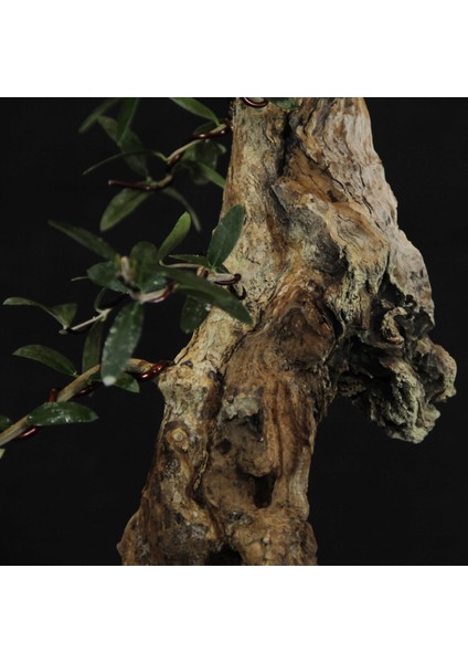 Zeytin Bonsai - Olea Europaea Sylvestris NO.618 indirimleri
