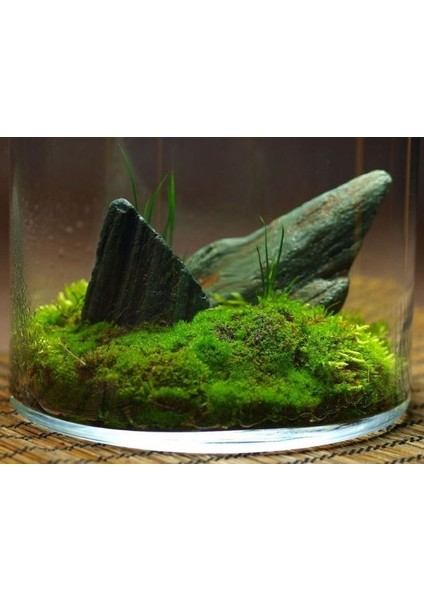 Kaya Yosunu Moss 1000 Cm² - Teraryum Zemini Canlı Yosun fiyatları