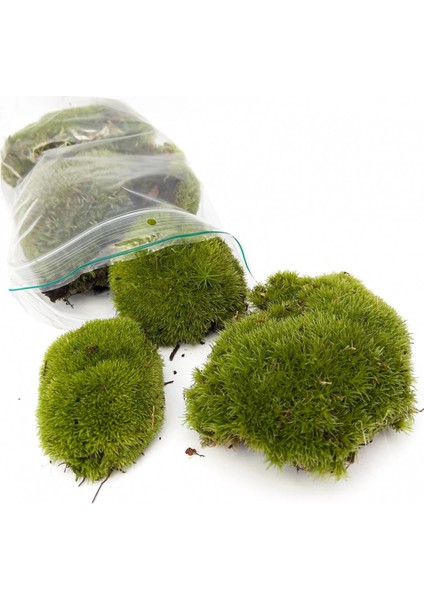 Kaya Yosunu Moss 1000 Cm² - Teraryum Zemini Canlı Yosun fırsatları