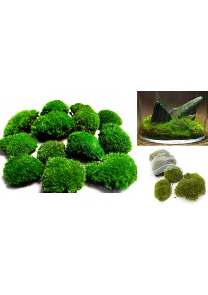 Kaya Yosunu Moss 500 Cm² - Teraryum Zemini Canlı Yosun