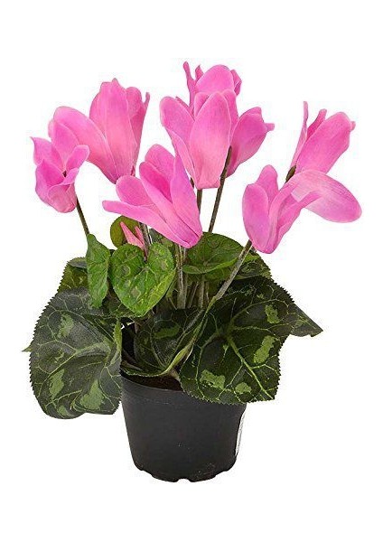 Pembe Siklamen Çiçeği