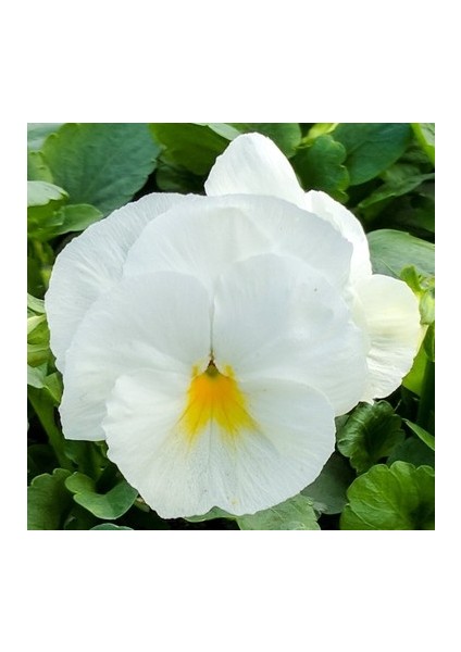 Hercai Menekşe Beyaz 45 Adet - Mevsimlik Çiçek fiyatları