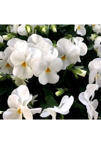 Hercai Menekşe Beyaz 45 Adet - Mevsimlik Çiçek modelleri